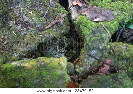 Skull Inside A Stone Shrine At A Local Village In The Marovo Lagoon On Solomon Islands