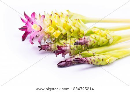 Siam Tulip,herb Plant Isolate On White Background.