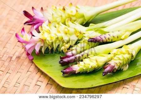Siam Tulip,herb Plant Isolate On White Background.