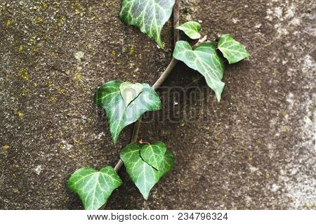 Close-up Of A Natural Background Of Green Ivy Stems With Leaves Crawling On A Cement Wall.