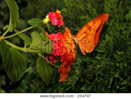 Julia Dryas Butterfly