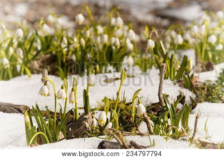 Spring Snowflake With Snow, Leucojum Vernum, Amarylidaceae