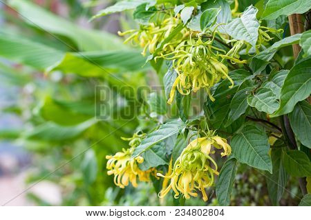 Herb Plant,flowers Ylang-ylang, For The Manufacture Of Essential Oil For Perfumes,