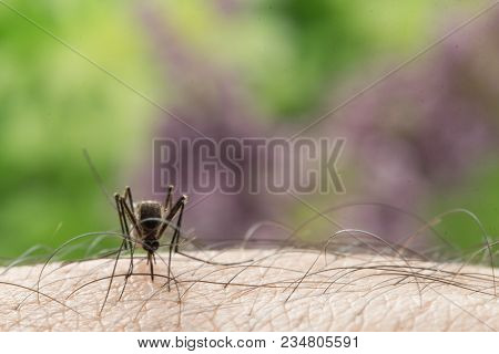 Aedes Aegypti Mosquito. Close Up A Mosquito Sucking Human Blood,mosquito Vector-borne Diseases,chiku