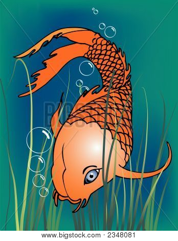 Koi