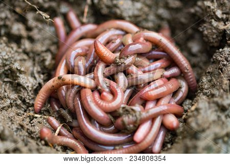 Earthworms (dendrobena Veneta) For Fishing Or Compost