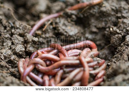 Earthworms (dendrobena Veneta) For Fishing Or Compost