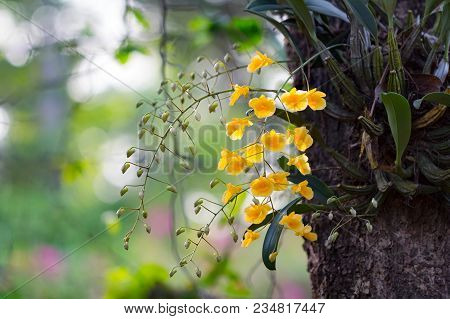 Beautiful Wild Flower Orchid,dendrobium Lindleyi Steud ,rare Species Of Wild Orchids
