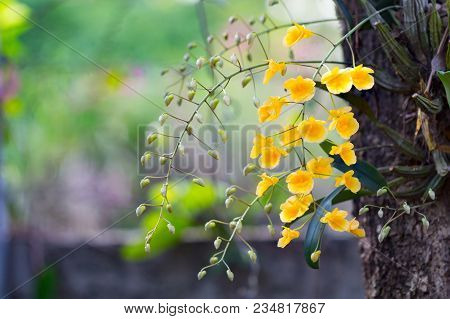 Beautiful Wild Flower Orchid,dendrobium Lindleyi Steud ,rare Species Of Wild Orchids