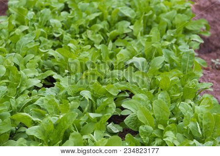 Arugula Plantation In Greenhouse Organic Garden