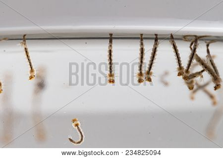 Gnats; Mosquitoes; Larvae,mosquito Larvae In Dirty Water