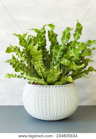 houseplant Asplenium nidus in white flowerpot