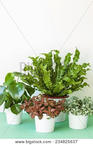 houseplants Asplenium nidus, peperomia and fittonia in flowerpots