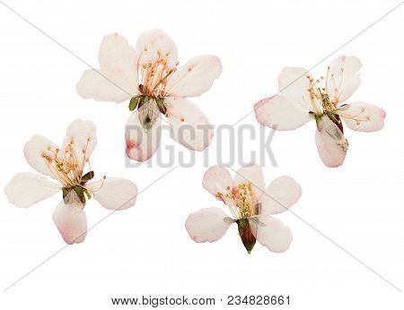 Pressed And Dried аlmond Steppe Or Prunus Tenella Flowers. Isolated On White Background. For Use In 