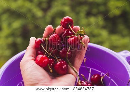 Female Hands Holding Fresh Sour Cherries. Harvest Time