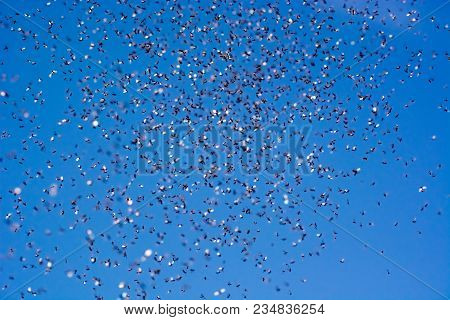 A Swarm Of Flying Ants In The Field