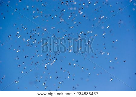 A Swarm Of Flying Ants In The Field