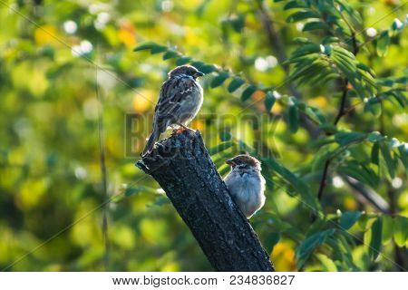 The Eurasian Tree Sparrows (passer Montanus)