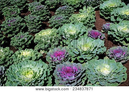 On The Ground Like Flowers Young Plants Of Different Types Of Cabbage.