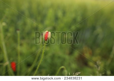 Poppy Blooming In Field In Late May