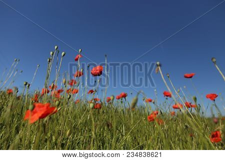 Poppy Blooming In Field In Late May