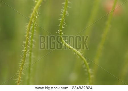 Poppy Blooming In Field In Late May