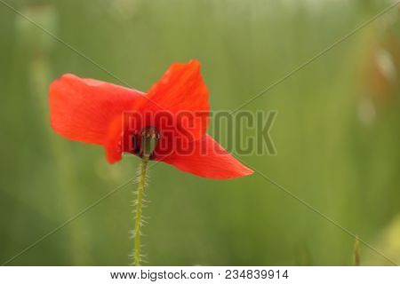 Poppy Blooming In Field In Late May