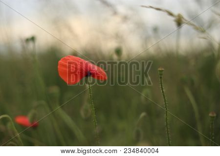Poppy Blooming In Field In Late May