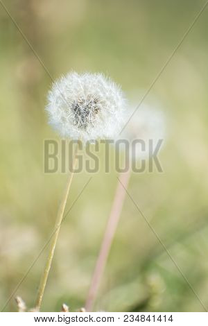 Dandelion Fluff. Dandelion Tranquil Abstract Closeup Art Background. Dandelion Air White Beautiful M