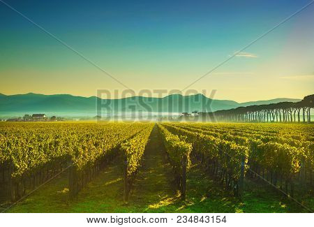 Bolgheri And Castagneto Vineyards Sunrise Backlight In The Morning. Maremma Tuscany, Italy, Europe.