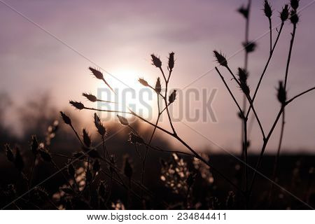 Silhouettes Of A Grass Spiky Plants Against A Rising Sun In The Fog. Trees Without Leaves Background
