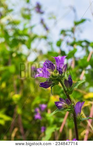 Bright Lilac Inflorescence Of Clustered Bellflower Or Campanula Glomerata Under Sunlight On Blurred 