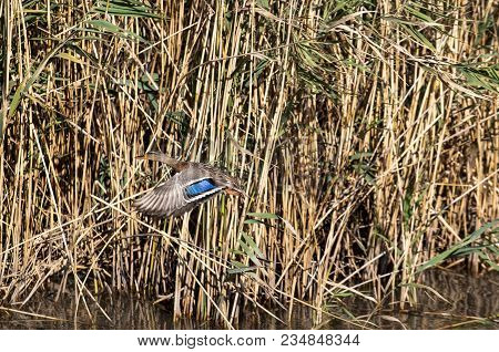 On His Way. Mallard Duck In Flight.