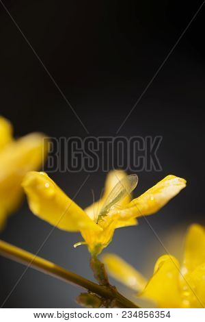 A Chrysoperla Carnea, Known As The Common Green Lacewing, Sitting On Wet Yellow Blossom. Photo On Da