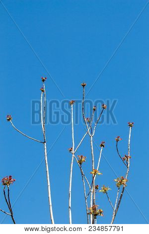 A Unique Photo Of Bright Tender Offshoot  Of A Tree Growing