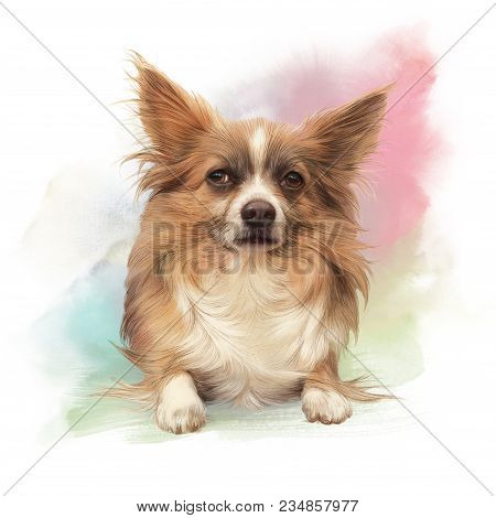 Portrait Of Papillon Dog, Butterfly-like Look, Toy Spaniel. Cute Puppy On Watercolor Background. Han