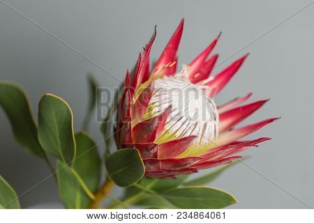 One Large Flower King Protea. Grows In South Africa. Gray Background