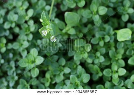 Chickweed , Stellaria Media. Young Taste Very Gently With Flavor Of Nuts. You Can Use Them In Fresh 