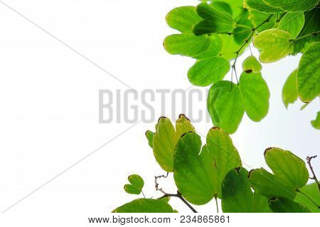Top View A Bouquet Leaf Branch Of Purple Orchid Tree On White Isolated Background For Green Foliage 