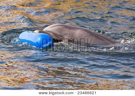 โลมาปากขวดหรือ Tursiops Truncatus เล่น