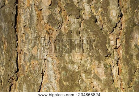 Close-up Of The Bark Of An Old Black Pine Tree In The Forest. View To The Detailed Bark Of An Black 