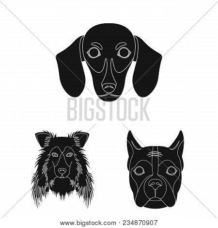Dog Breeds Black Icons In Set Collection For Design.muzzle Of A Dog Vector Symbol Stock  Illustratio