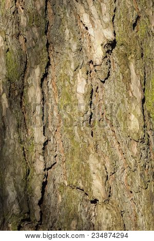 Close-up Of The Bark Of An Old Black Pine Tree In The Forest. View To The Detailed Bark Of An Black 