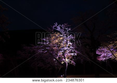 Cherry Blossoms In Sakura No Sato, Izu, Shizuoka, Japan (night Scene)