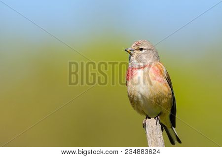 Male Carduelis Cannabina Or Pardillo Comun With Copy Space For Text