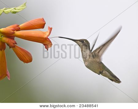 Kolibri