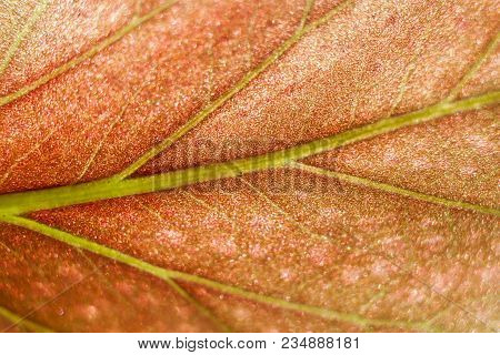 Beautiful Macro Abstract Background Of Bright Orange Leaf.