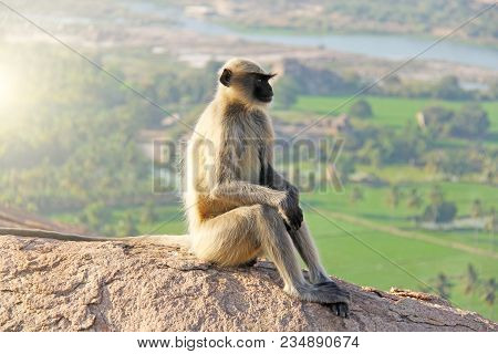 A Monkey With A Black Face Or Snout Sits On Top Of A Mountain In India, Hampi, On Mount Hanuman.