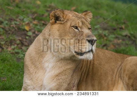 Photo Portrait Of An Alert Barbary Lioness