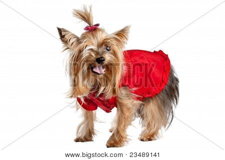 สุนัขยอร์คเชียร์เทร์เรียร์ในเสื้อผ้าสีแดง